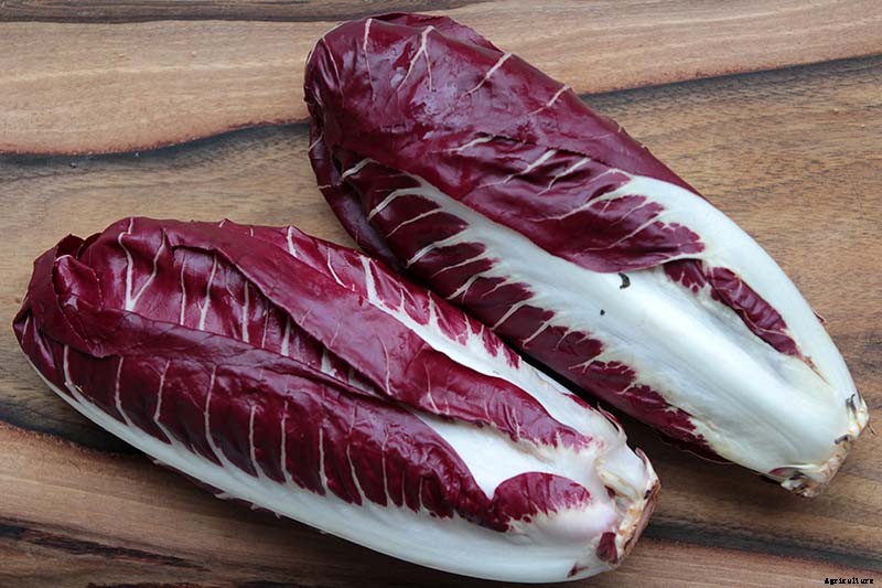 How to Grow Radicchio in the Garden