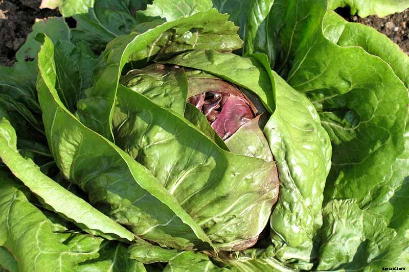 How to Grow Radicchio in the Garden