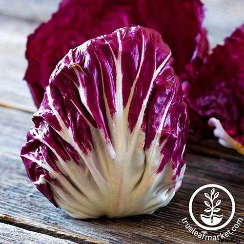 How to Grow Radicchio in the Garden