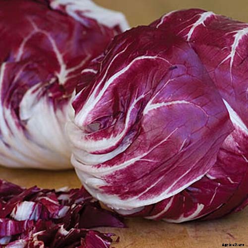How to Grow Radicchio in the Garden