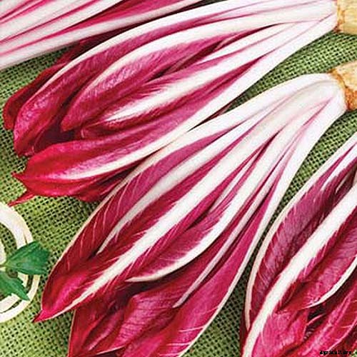 How to Grow Radicchio in the Garden