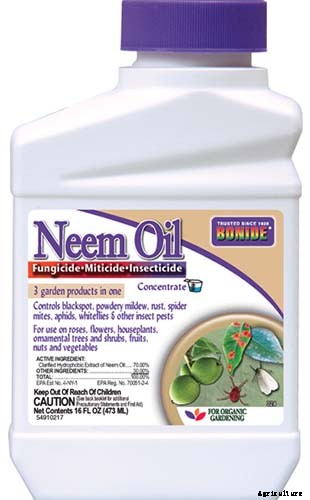 How to Grow Radicchio in the Garden