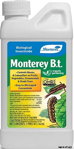 How to Grow Radicchio in the Garden