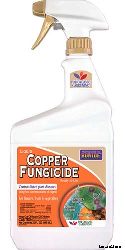 How to Grow Radicchio in the Garden