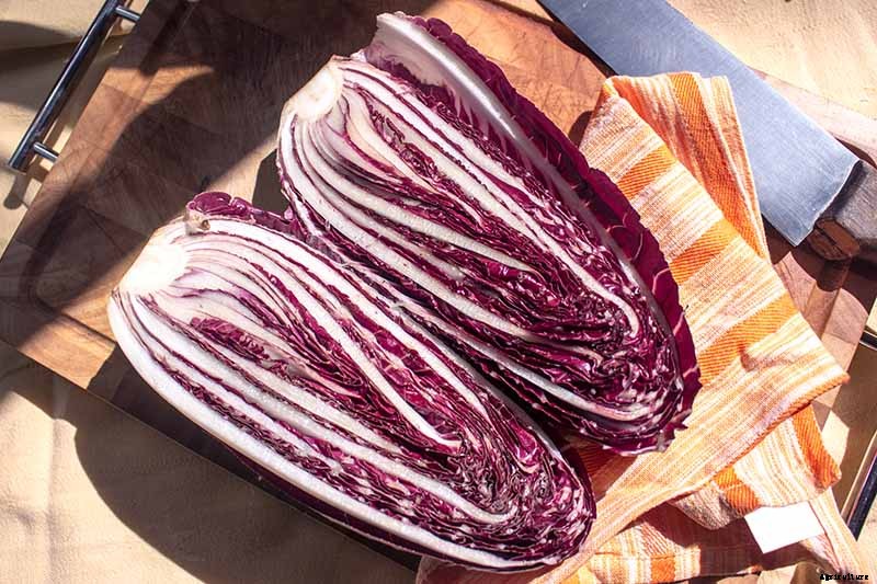 How to Grow Radicchio in the Garden