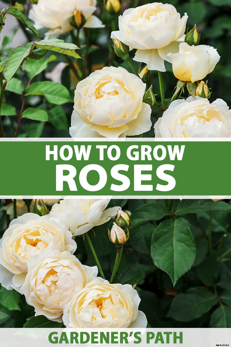 Growing Roses 101: Getting Started
