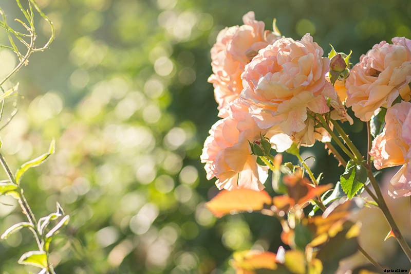 Growing Roses 101: Getting Started