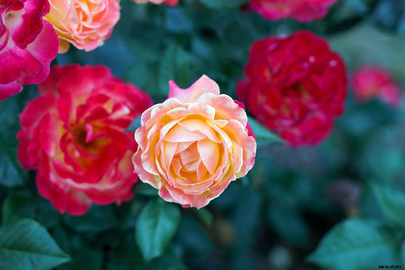 Growing Roses 101: Getting Started