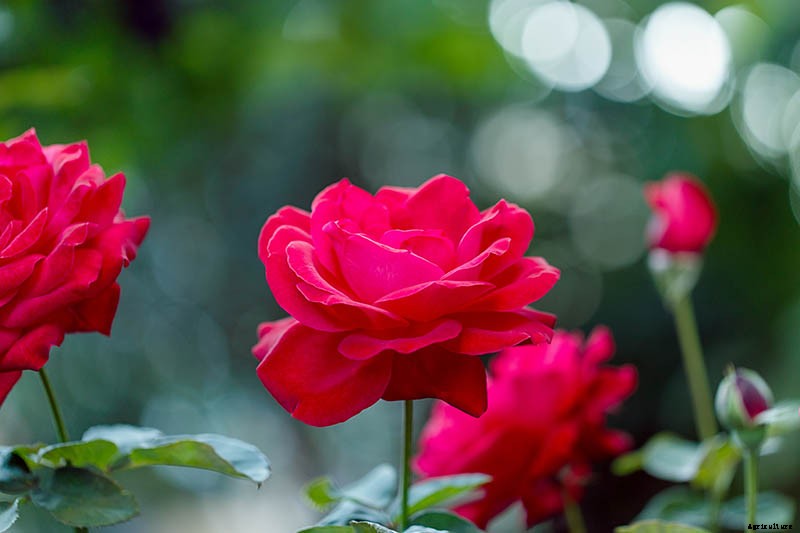 Growing Roses 101: Getting Started