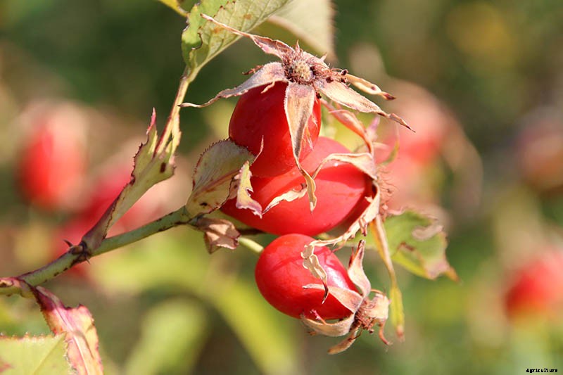 Growing Roses 101: Getting Started