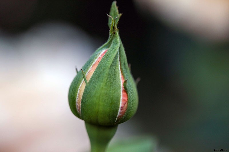 Growing Roses 101: Getting Started