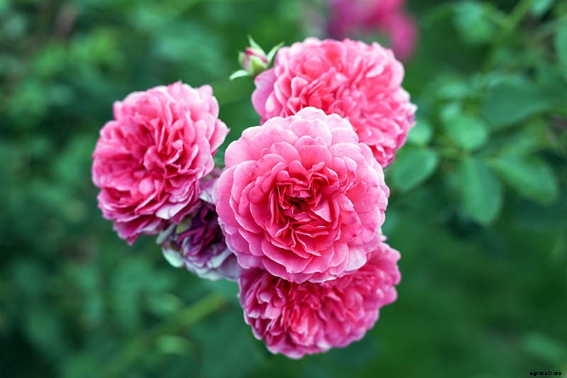 Growing Roses 101: Getting Started