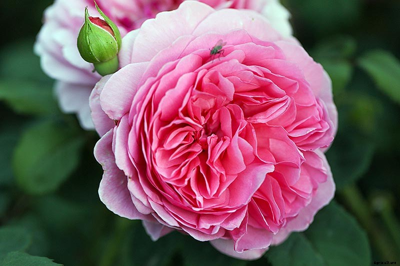 Growing Roses 101: Getting Started