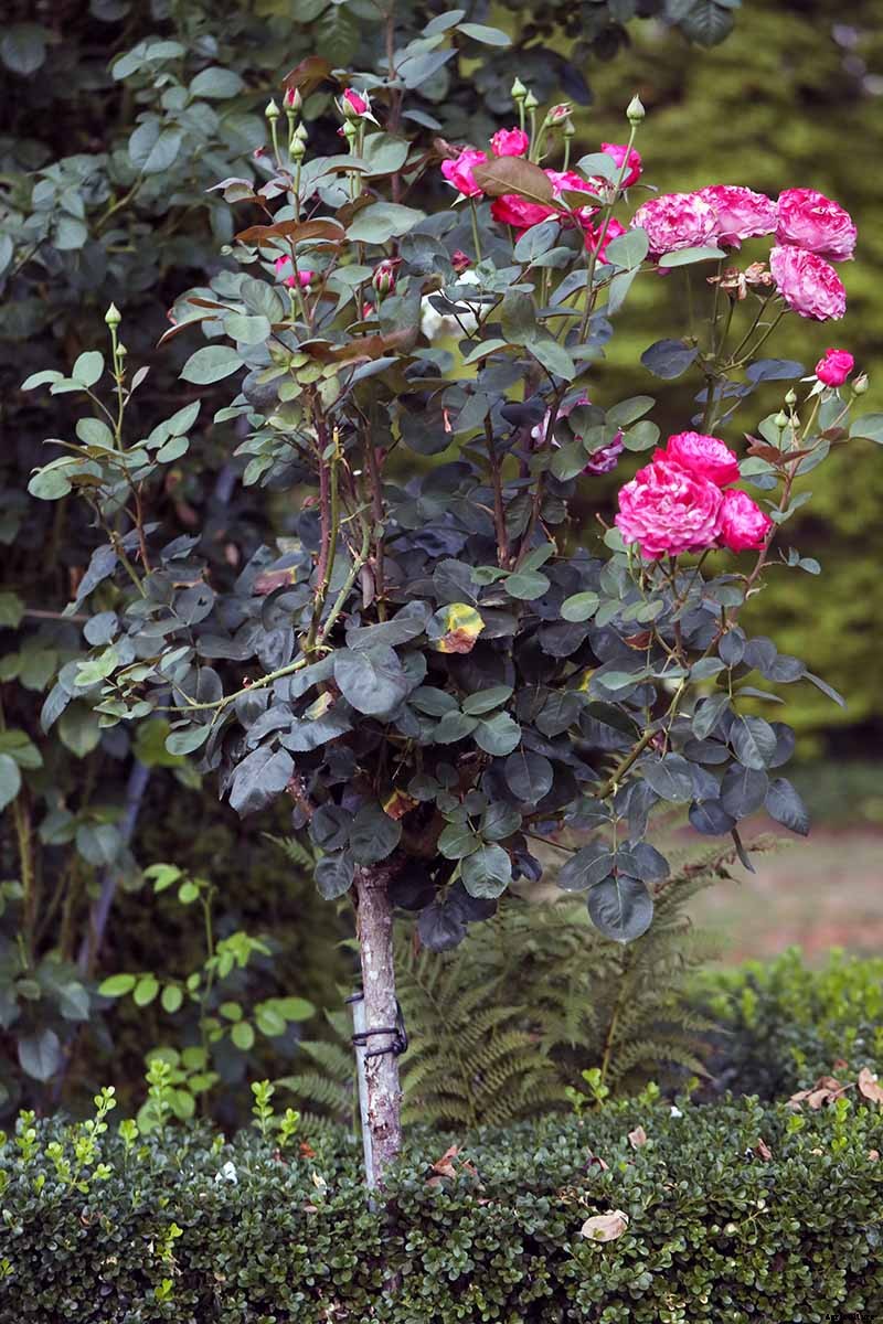Growing Roses 101: Getting Started