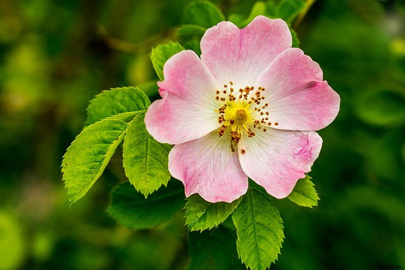 Growing Roses 101: Getting Started