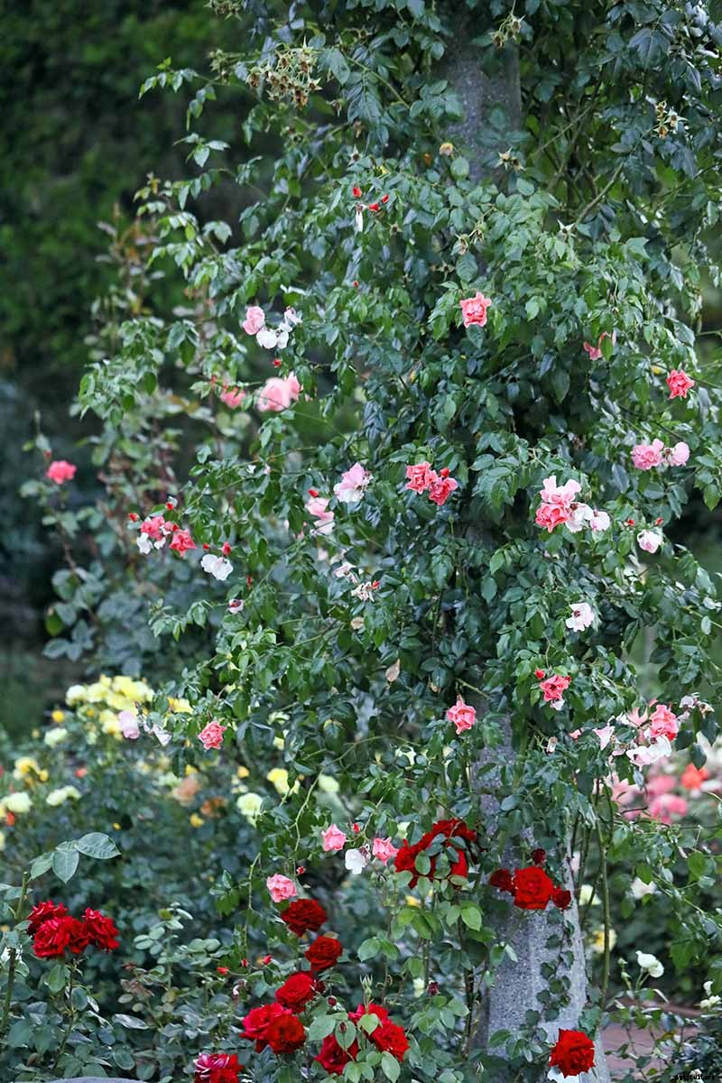 Growing Roses 101: Getting Started