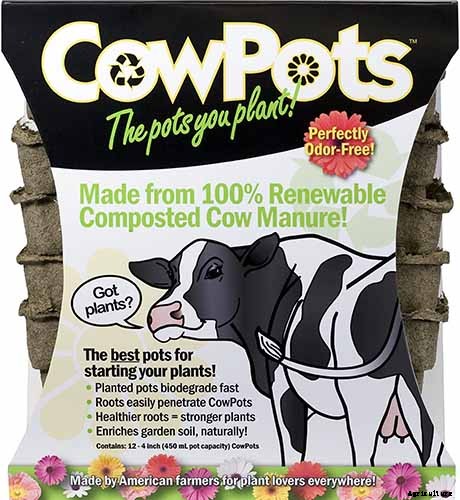 Growing Roses 101: Getting Started