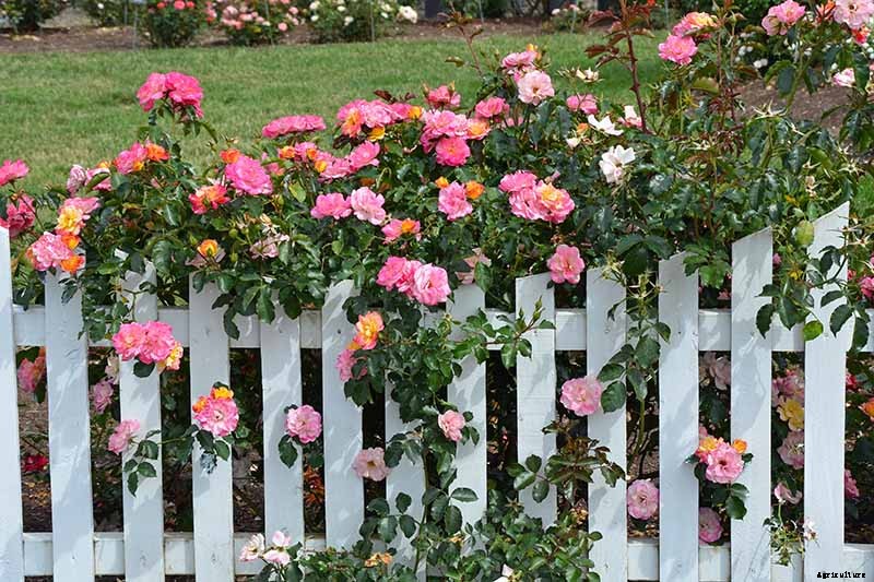 Growing Roses 101: Getting Started