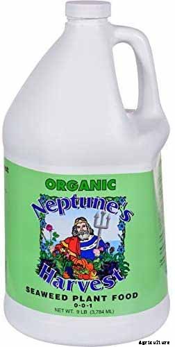 Growing Roses 101: Getting Started