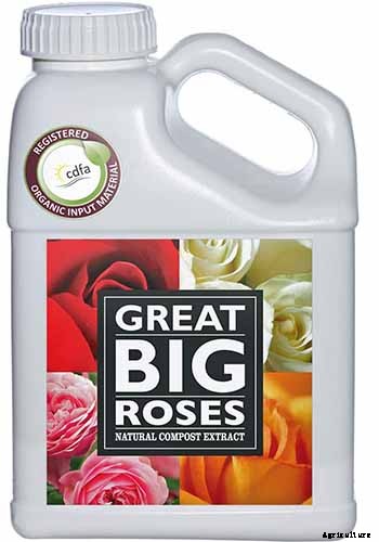 Growing Roses 101: Getting Started