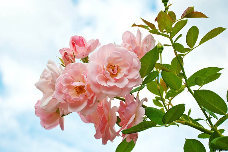 Growing Roses 101: Getting Started