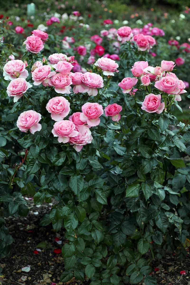 Growing Roses 101: Getting Started