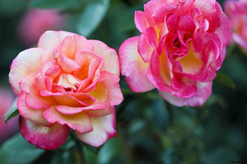 Growing Roses 101: Getting Started