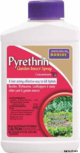 Growing Roses 101: Getting Started