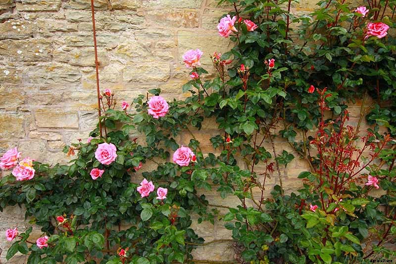 Growing Roses 101: Getting Started