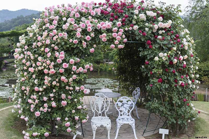 Growing Roses 101: Getting Started