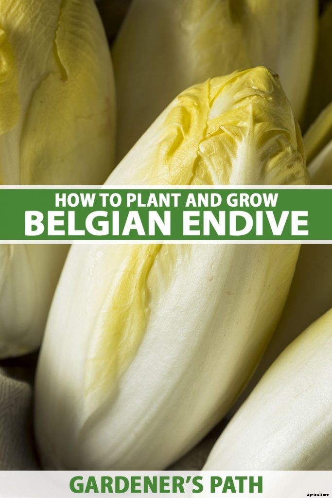 How to Grow Belgian Endive