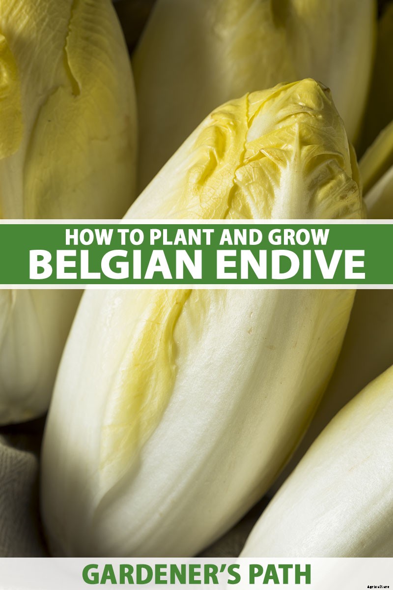 How to Grow Belgian Endive