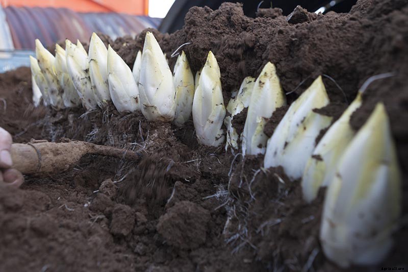 How to Grow Belgian Endive