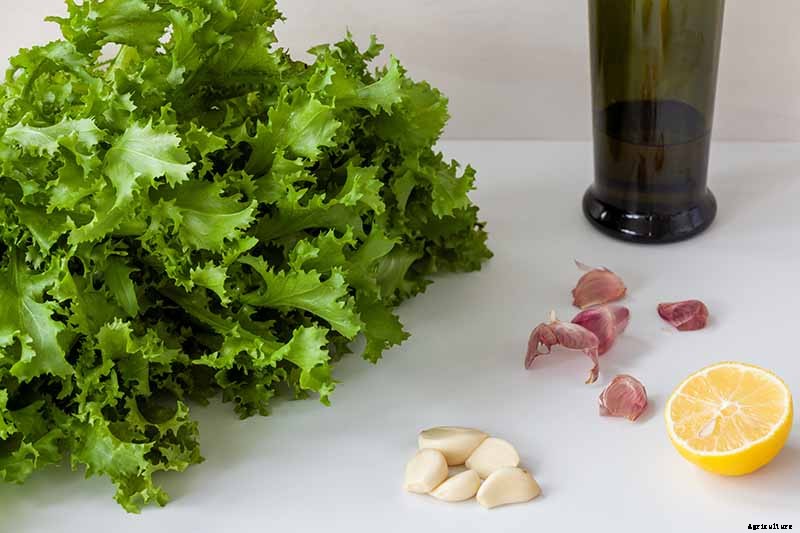 How to Grow Belgian Endive