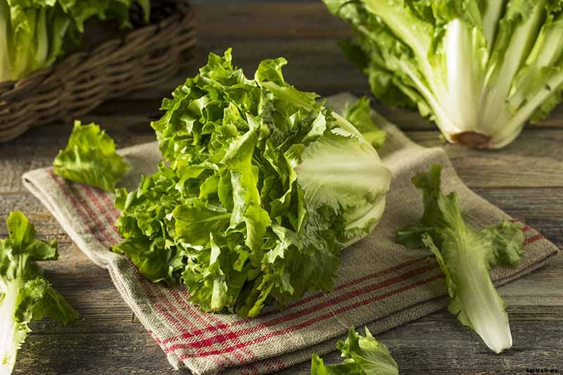 How to Grow Belgian Endive