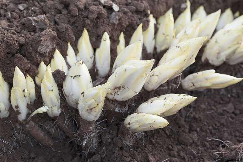 How to Grow Belgian Endive