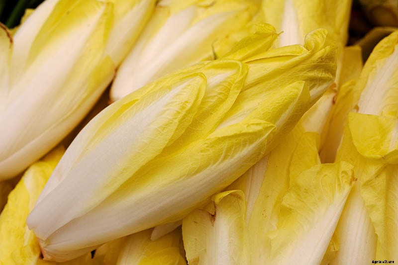 How to Grow Belgian Endive