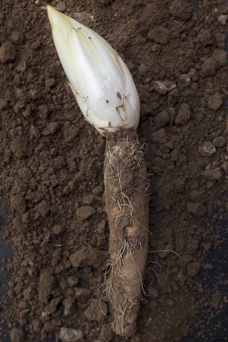 How to Grow Belgian Endive
