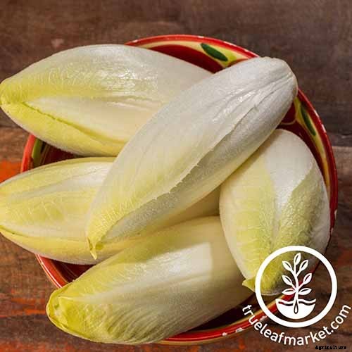 How to Grow Belgian Endive