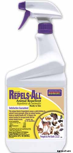 How to Grow Belgian Endive