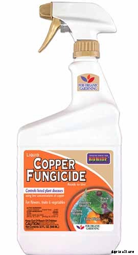 How to Grow Belgian Endive