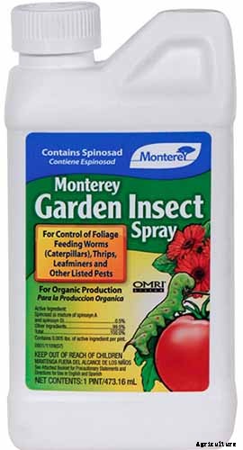 How to Grow Belgian Endive