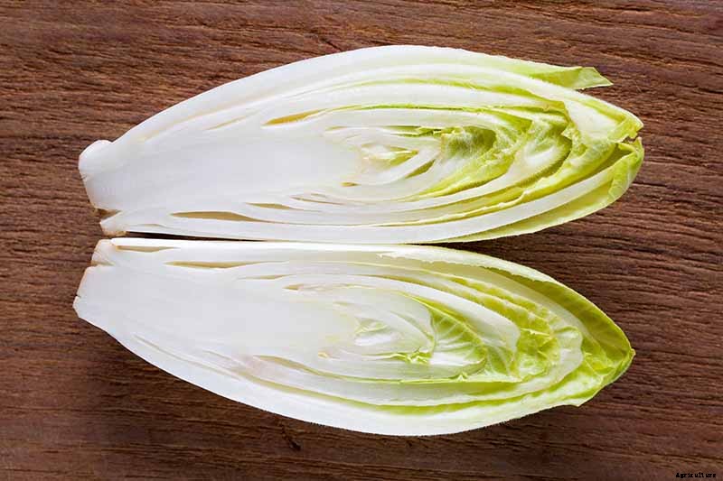 How to Grow Belgian Endive