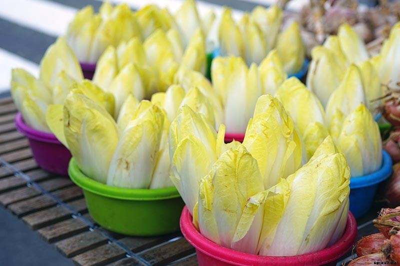 How to Grow Belgian Endive