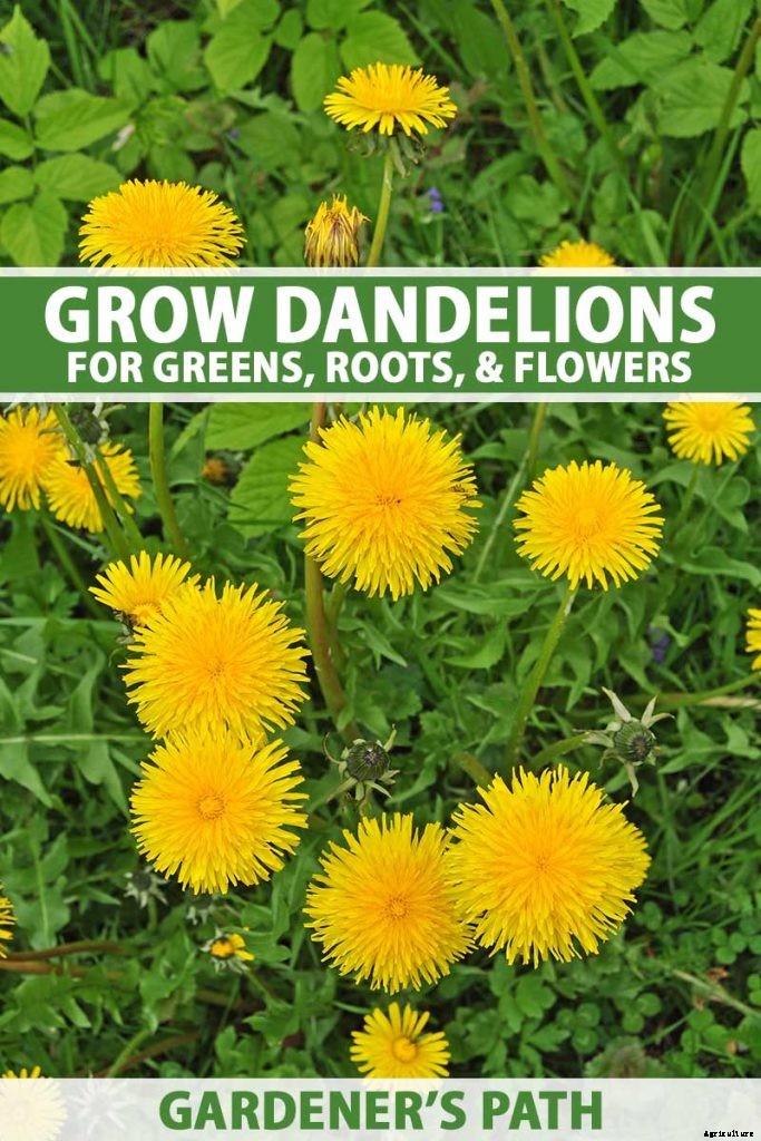 How to Grow and Harvest Dandelions for Greens, Roots, and Flowers