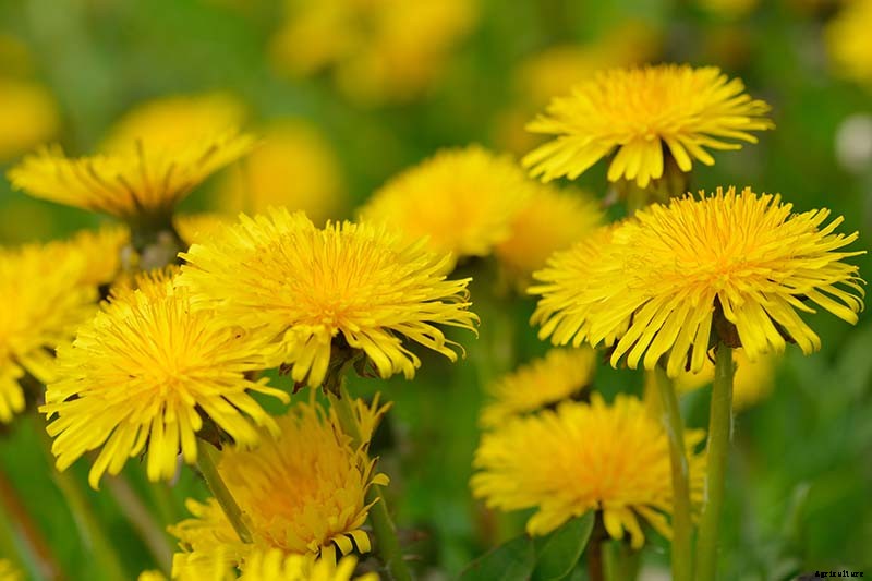 How to Grow and Harvest Dandelions for Greens, Roots, and Flowers