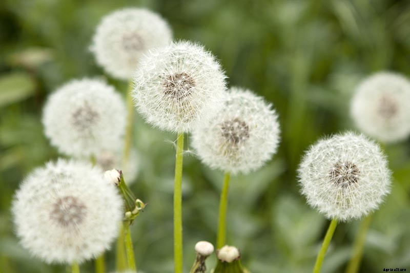 How to Grow and Harvest Dandelions for Greens, Roots, and Flowers