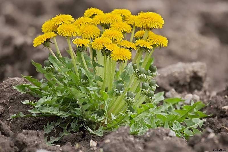 How to Grow and Harvest Dandelions for Greens, Roots, and Flowers