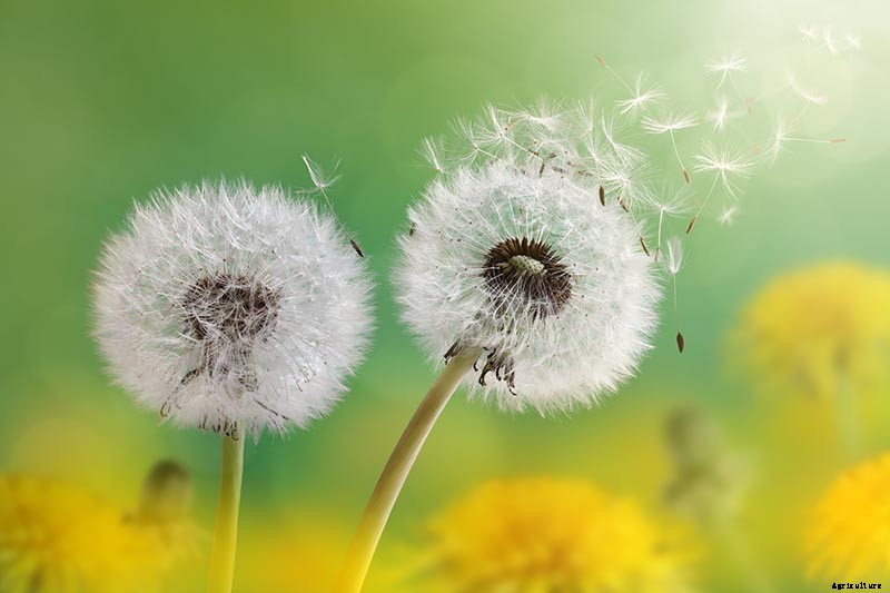 How to Grow and Harvest Dandelions for Greens, Roots, and Flowers