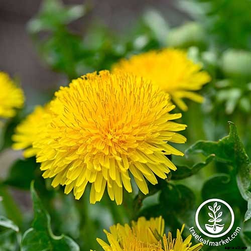 How to Grow and Harvest Dandelions for Greens, Roots, and Flowers